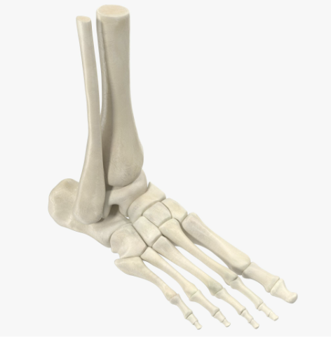 Anatomie du pied et de la cheville - Cours de Podologie