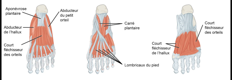 Les muscles intrinsèques du pied - Cours de podologie