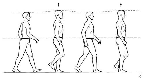 Déroulement du pas et de la marche : cours de podologie pour étudiants en orthopédie, orthèse et podologie à Allauch